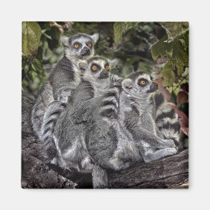 Imã Ímã do Ringtail dos Lemurs