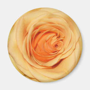 Imã Ímã do rosa amarelo