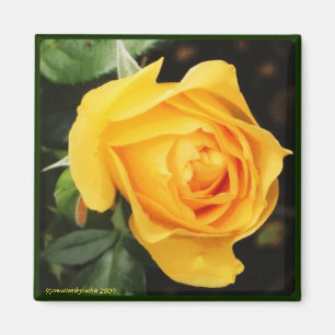 Imã "Ímã do rosa amarelo"