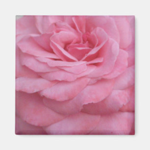 Imã Ímã do rosa do rosa