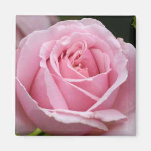 Imã Ímã do rosa do rosa