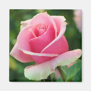 Imã Ímã do rosa do rosa