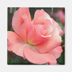 Imã Ímã do rosa do rosa