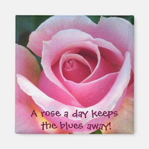 Imã Ímã do rosa do rosa