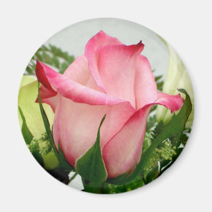 Imã Ímã do rosa do rosa