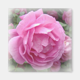 Imã Ímã do rosa do rosa