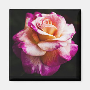 Imã Ímã do rosa do rosa para o refrigerador e os
