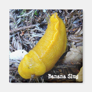 Imã Ímã do Slug da banana