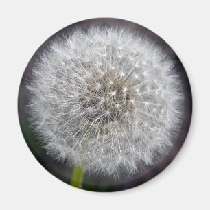 Imã Ímã do sopro do dente-de-leão