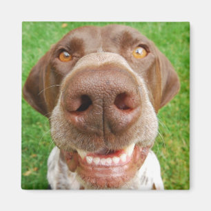 Imã Ímã do sorriso do GSP