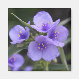 Imã Ímã do Spiderwort