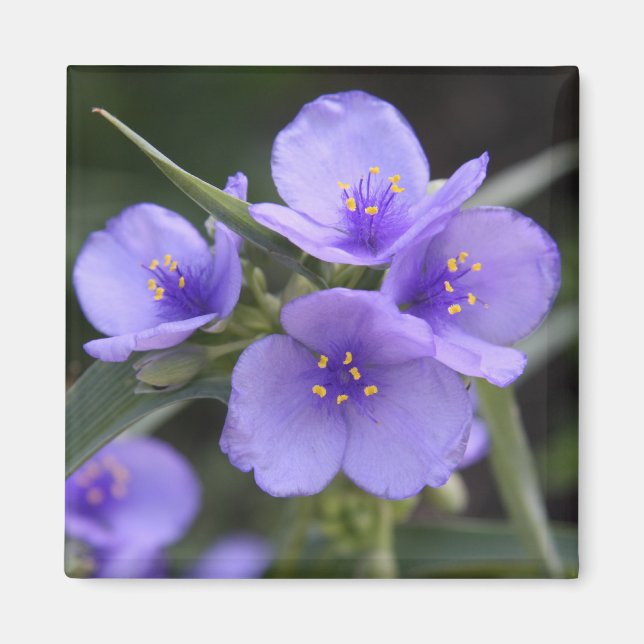 Imã Ímã do Spiderwort (Frente)