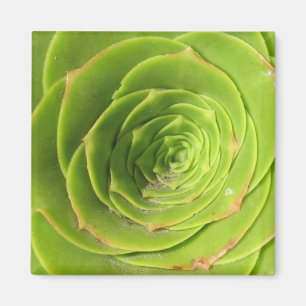 Imã Ímã do Succulent