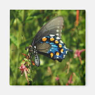Imã ímã do swallowtail do pipevine