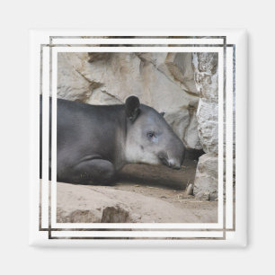 Imã Ímã do Tapir de Baird