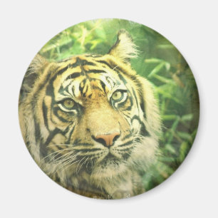 Imã Ímã do tigre Siberian