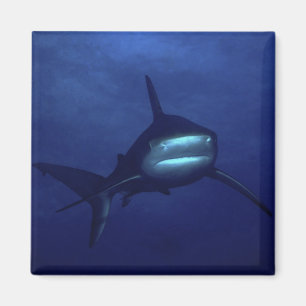 Imã Ímã do tubarão