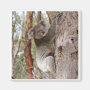 Imã Ímã do urso de Koala
