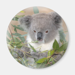 Imã Ímã do urso de Koala