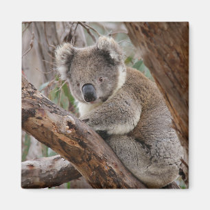 Imã Ímã do urso de Koala