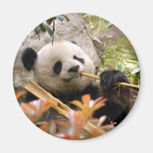 Imã Ímã do urso de panda gigante & da panda do bebê