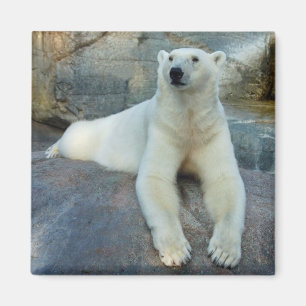 Imã Ímã do urso polar