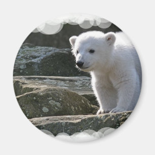 Imã Ímã do urso polar do bebê