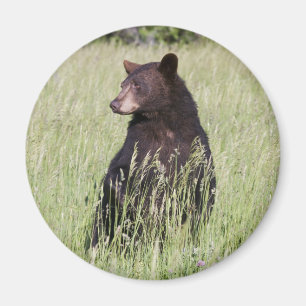 Imã Ímã do urso preto