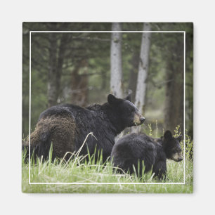 Imã Ímã do urso preto de Yellowstone
