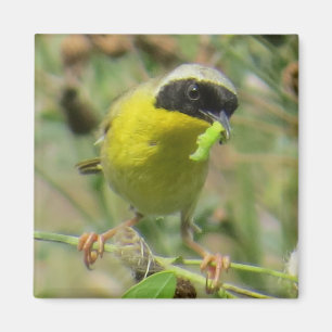 Imã Ímã do Yellowthroat