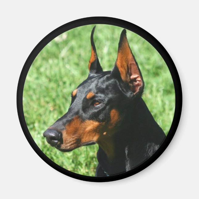 Imã ímã doberman pinscher (Frente)