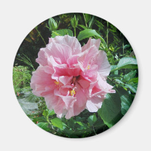 Imã Ímã dobro cor-de-rosa do hibiscus