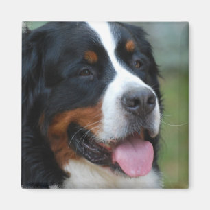 Imã Ímã doce de Bernese