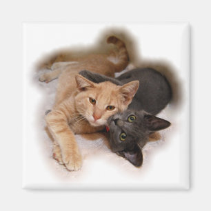 Imã Ímã dos amantes do gato