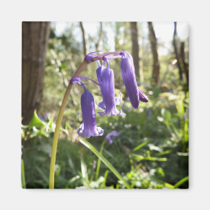 Imã Ímã dos Bluebells