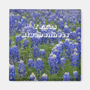 Imã Ímã dos Bluebonnets da flor de estado de Texas