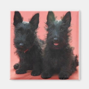 Imã Ímã dos filhotes de cachorro de Terrier do
