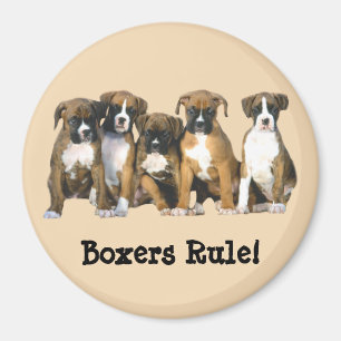 Imã Ímã dos filhotes de cachorro do pugilista