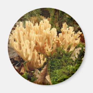 Imã Ímã dos fungos do stricta de Ramaria