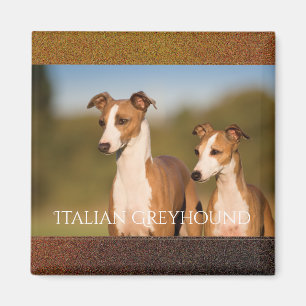 Imã Ímã dos galgos italianos