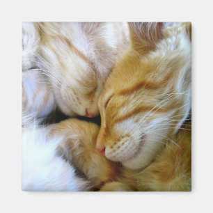 Imã Ímã dos gatinhos do Snuggle