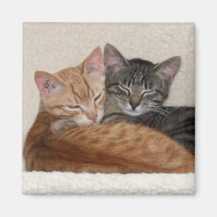 Imã Ímã dos gatos de gato malhado