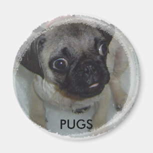 Imã Ímã dos Pugs