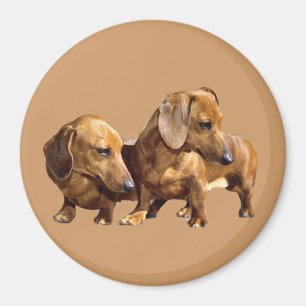 Imã Ímã dos Smoothies do Dachshund