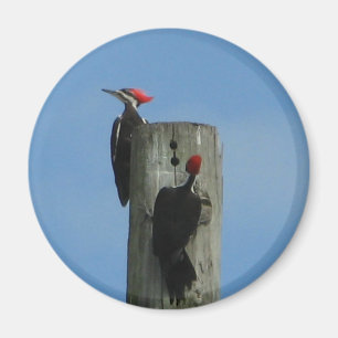 Imã Ímã dos Woodpeckers de Pileated