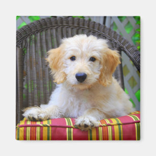 Imã Ímã dourado do filhote de cachorro do Doodle