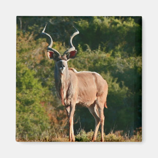 Imã ímã East Cape Kudu
