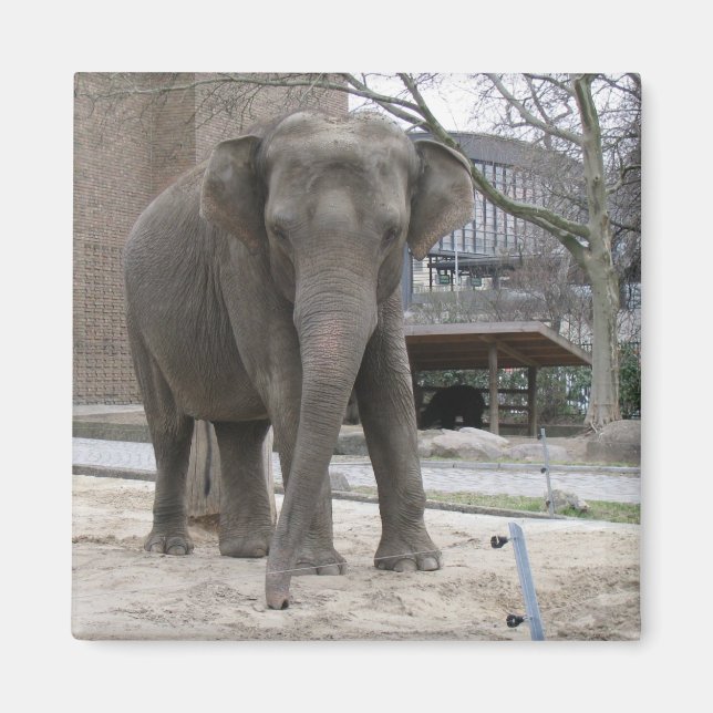 Imã ímã ELEPHANT (Frente)