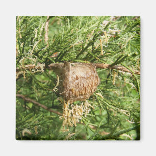 Imã Ímã emergente do ~ da louva-a-deus