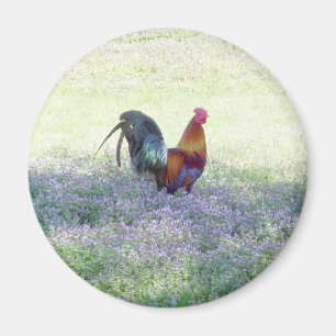 Imã Ímã emplumado do orgulho